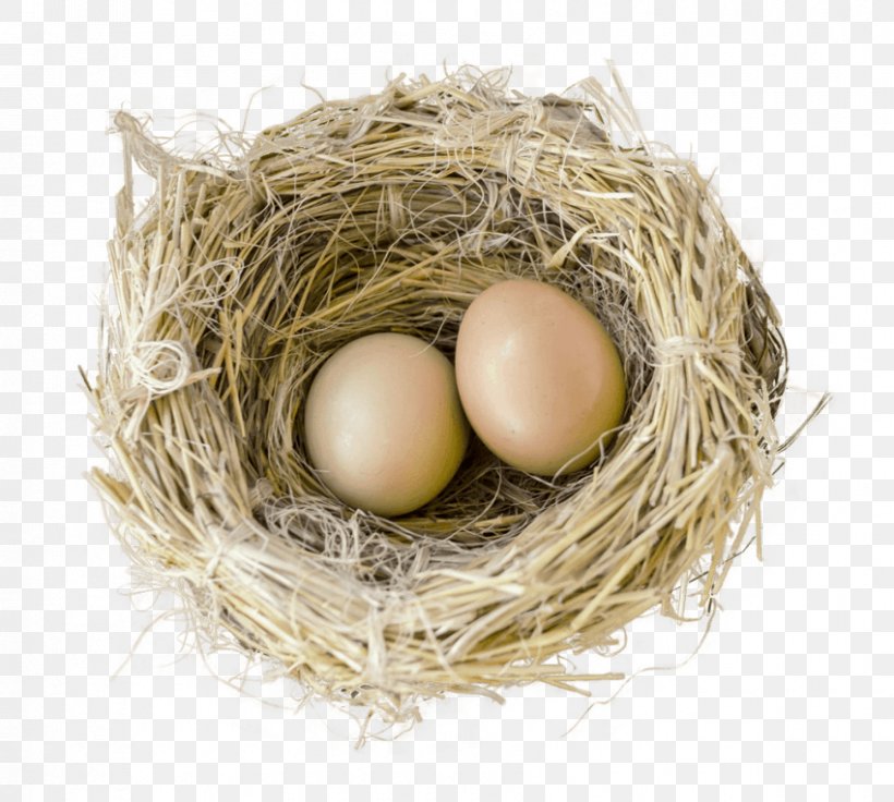 Bird Nest Egg Bird Nest, PNG, 850x763px, Bird, Bird Egg, Bird Nest, Chicken, Common Ostrich Download Free