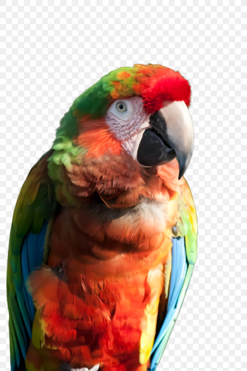 Lovebird, PNG, 1632x2448px, Macaw, Beak, Bird, Budgie, Lovebird Download Free