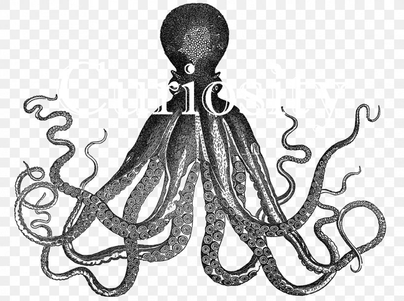 Octopus Cuttlefish Kraken Clip Art, PNG, 1116x832px, Octopus, Art, Black And White, Cephalopod, Clothing Download Free
