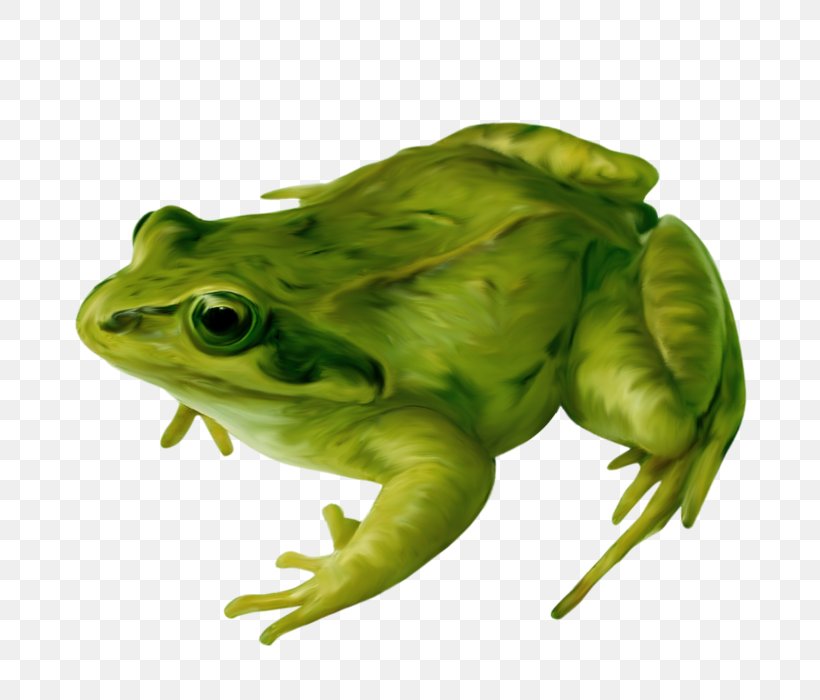 True Frog Amphibians Clip Art, PNG, 700x700px, Frog, Amphibian, Amphibians, Bullfrog, Drawing Download Free