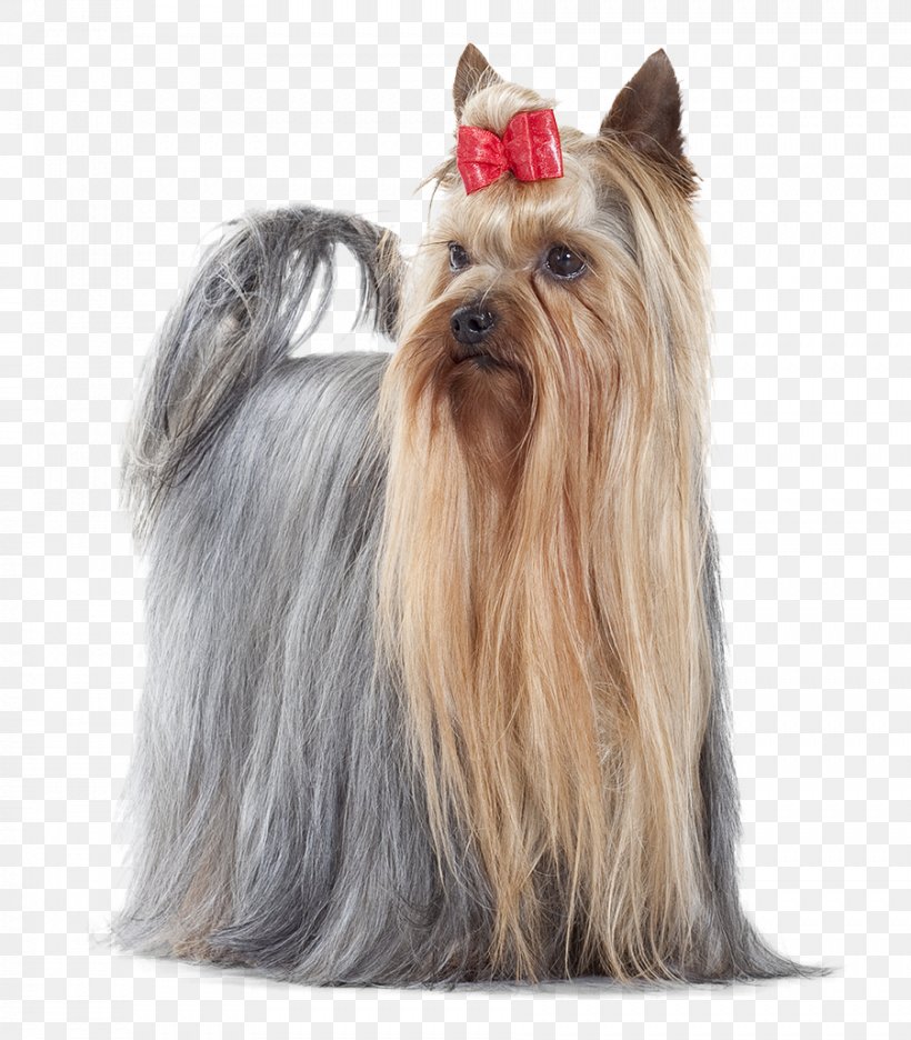 Yorkshire Terrier Australian Silky Terrier Cairn Terrier Cat Food Companion Dog, PNG, 902x1030px, Yorkshire Terrier, Australian Silky Terrier, Biewer Terrier, Breed, Cairn Terrier Download Free
