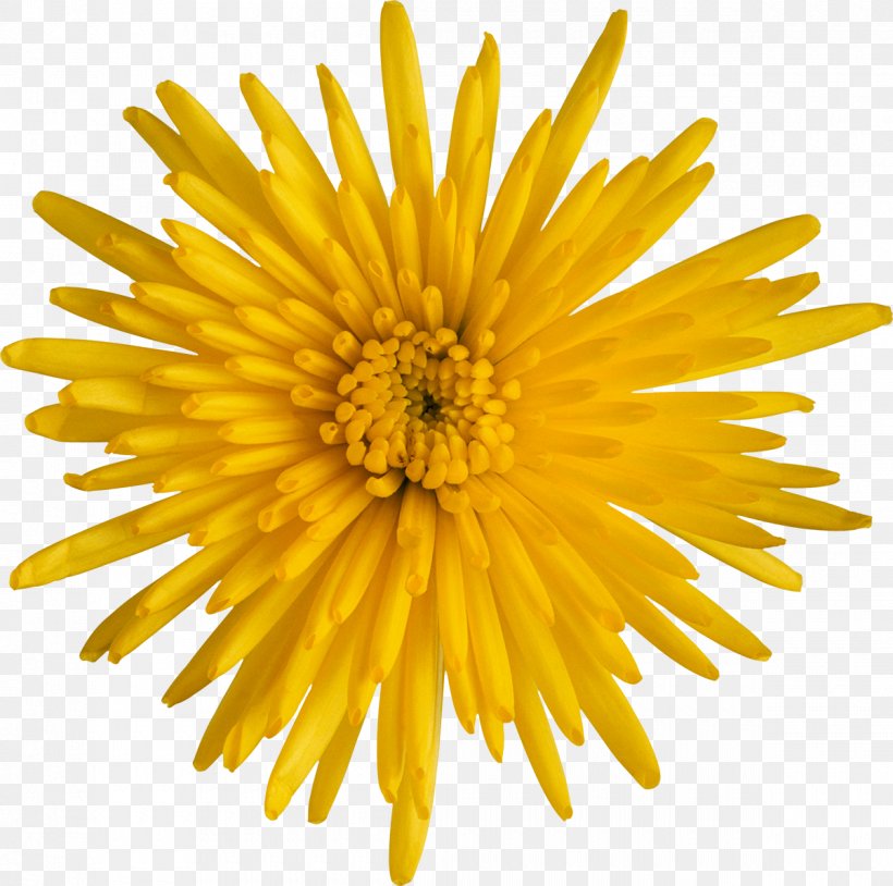 Breaking Away Royalty-free Stock Photography, PNG, 1200x1192px, Breaking Away, Aster, Book, Chrysanths, Common Sunflower Download Free