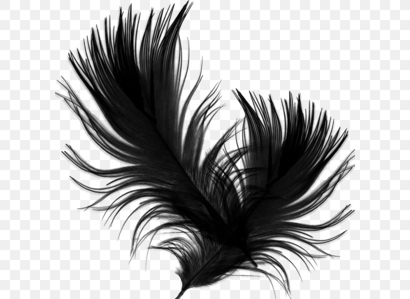 Feather, PNG, 600x598px, Feather, Apple, Black And White, Eyelash, Iphone Download Free