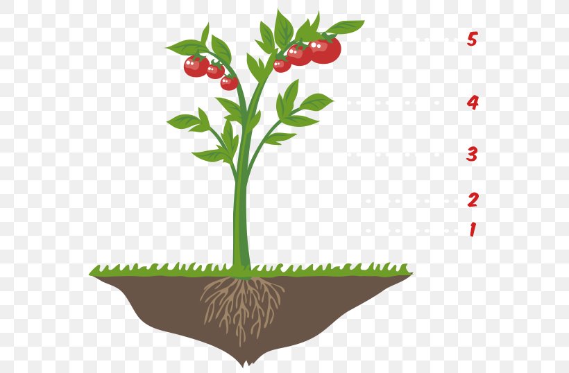 Flowerpot Food Plant Stem Clip Art, PNG, 588x538px, Flower, Flowering Plant, Flowerpot, Food, Plant Download Free