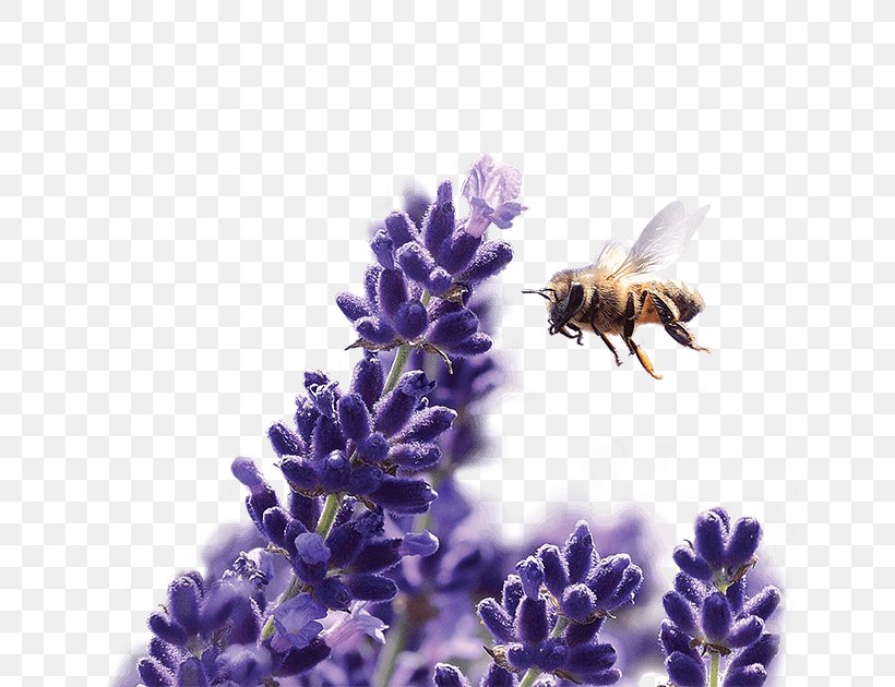 Honey Bee Subaru English Lavender Bumblebee French Lavender, PNG, 640x630px, Honey Bee, Bee, Bumblebee, Business, English Lavender Download Free