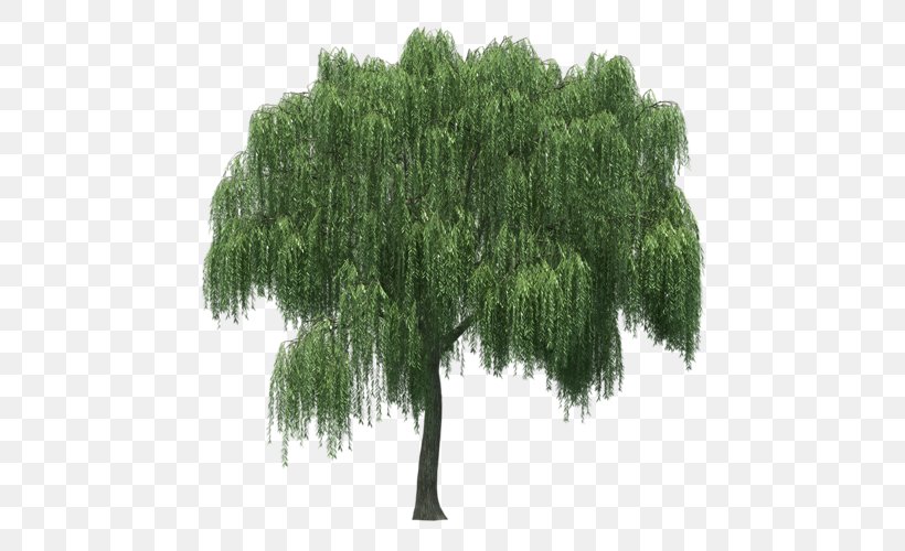 Landscape Tree Plant Salix Matsudana, PNG, 500x500px, Landscape, Evergreen, Grass, Green, Landskab Download Free
