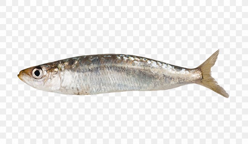 Sardine Stock Photography Fish Anchovy, PNG, 822x480px, Sardine, Anchovy, Animal Source Foods, Bluefish, Bony Fish Download Free