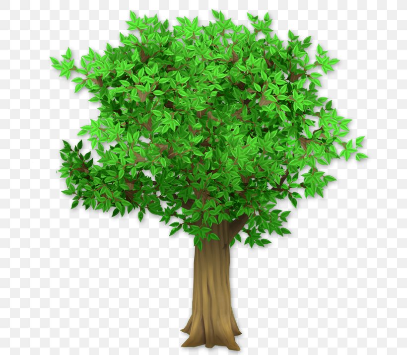 Tree Plant Hura Crepitans Shrub, PNG, 715x715px, Tree, Box, Branch, Fir, Flowerpot Download Free