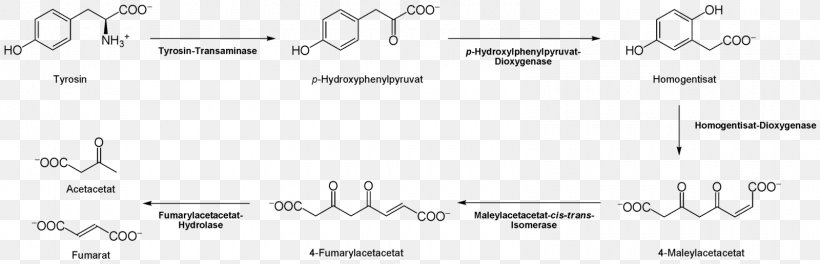 Tyrosine Citric Acid Cycle Proteinogenic Amino Acid Thyroxine, PNG, 1600x517px, Watercolor, Cartoon, Flower, Frame, Heart Download Free