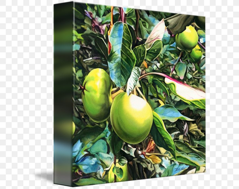 Citrus Canvas Gallery Wrap Floater Apple, PNG, 606x650px, Citrus, Apple, Canvas, Floater, Food Download Free