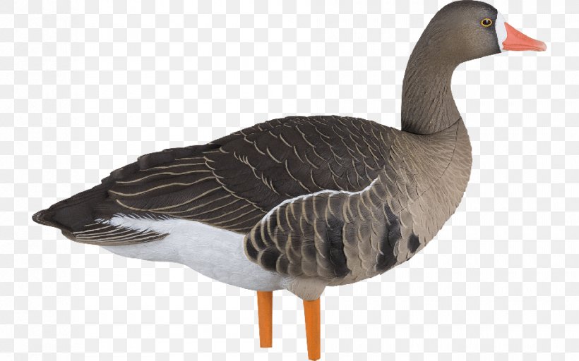 Greater White-fronted Goose Duck Avian-X AXP Fusion Speck Goose Decoys, PNG, 940x587px, Goose, Beak, Bird, Canada Goose, Decoy Download Free