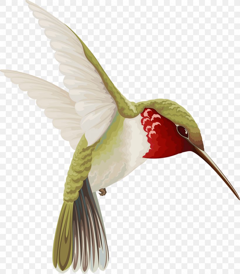 Hummingbird Drawing, PNG, 1050x1200px, Hummingbird, Animal, Beak, Bird, Drawing Download Free