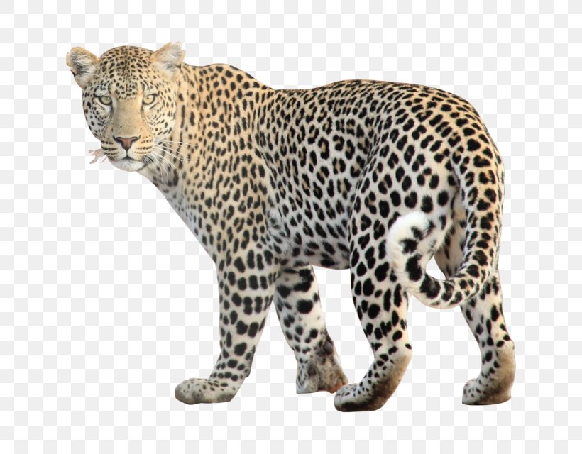 Jaguar Cheetah Leopard Clip Art, PNG, 640x640px, Jaguar, Animal Figure, Big Cats, Carnivoran, Cat Like Mammal Download Free