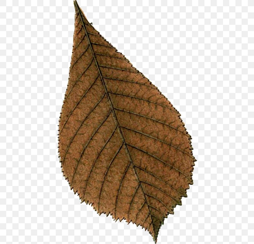 Leaf, PNG, 452x787px, Leaf, Plant Download Free