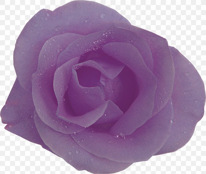 Purple Centifolia Roses Flower Lilac Lavender, PNG, 1200x1013px, Purple, Centifolia Roses, Cut Flowers, Floribunda, Flower Download Free