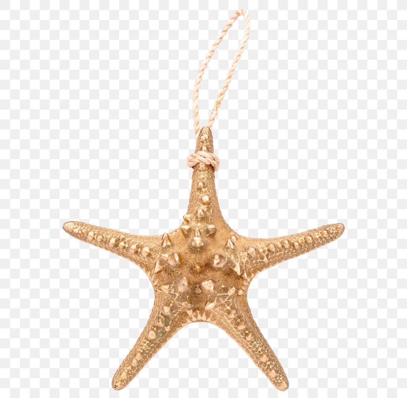 Starfish Charms & Pendants Christmas Ornament, PNG, 607x800px, Starfish, Charms Pendants, Christmas, Christmas Ornament, Echinoderm Download Free