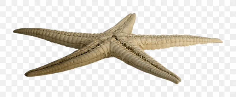 Starfish PhotoScape, PNG, 968x401px, Starfish, Animal Figure, Echinoderm, Hotel, Invertebrate Download Free