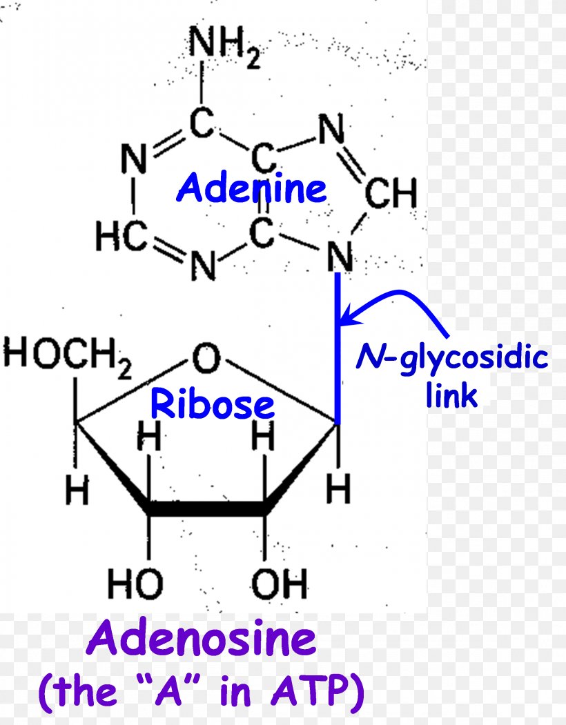 Line Point Angle ATP Hydrolysis Font, PNG, 2309x2962px, Point, Adenosine Triphosphate, Area, Atp Hydrolysis, Diagram Download Free
