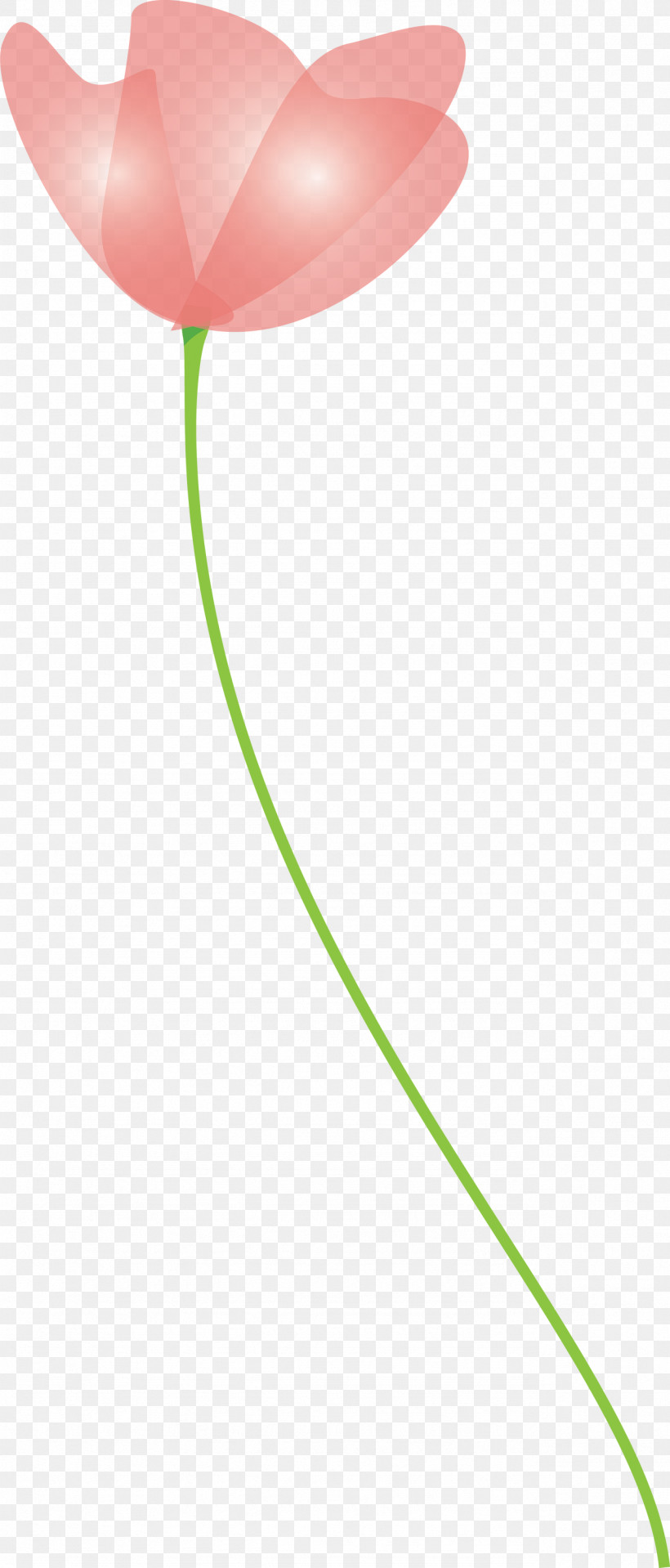 Poppy Flower, PNG, 1282x3000px, Poppy, Flower, Leaf, Plant, Plant Stem Download Free