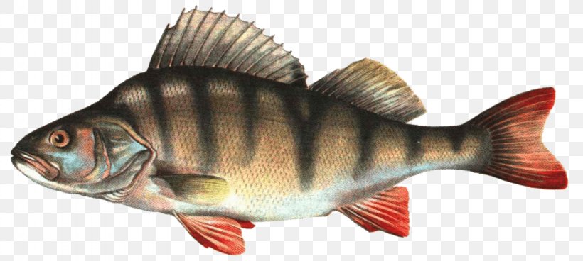Transparency Image Clip Art Fish, PNG, 1280x575px, Fish, Animal Figure, Bony Fish, Fauna, Information Download Free