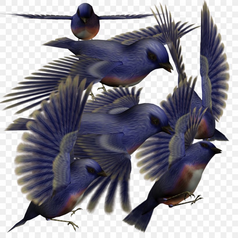 Bird Parrot Download, PNG, 2800x2800px, Bird, Beak, Blue Jay, Bluebird, Fauna Download Free