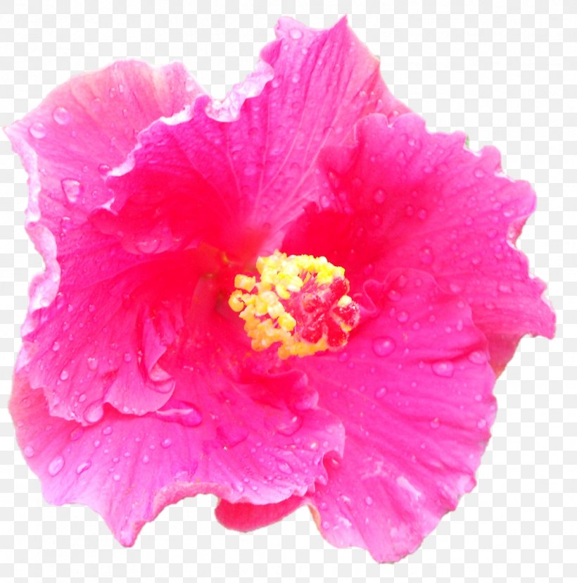 Carnation Pink Flowers Stock Photography, PNG, 1034x1045px, Carnation, China Rose, Chinese Hibiscus, Clove, Flower Download Free