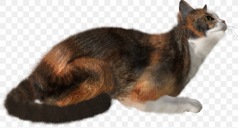 Cat Kitten Felidae Clip Art, PNG, 1427x770px, Cat, Black Cat, Carnivoran, Cat Like Mammal, Cats And The Internet Download Free
