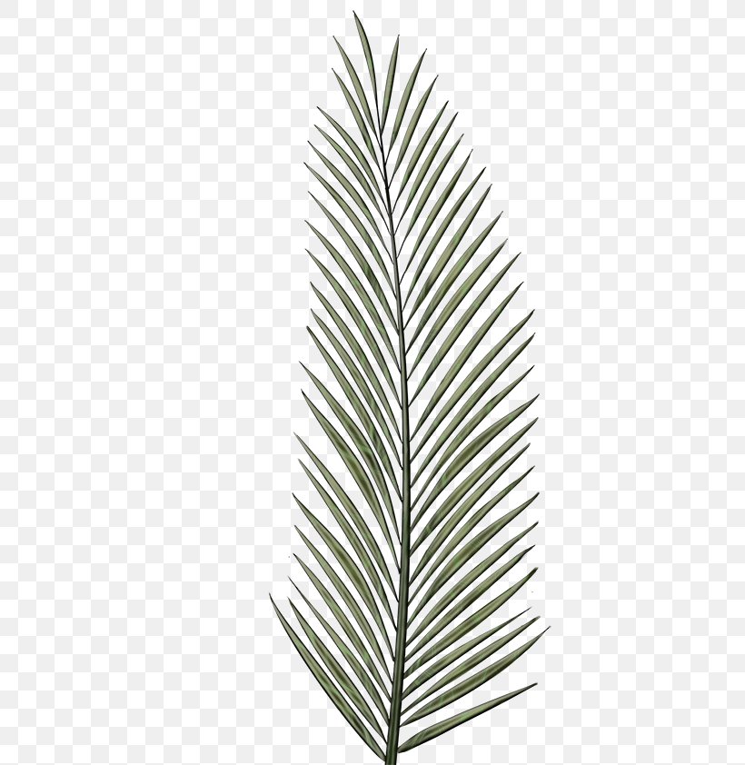 Christmas Tree Line Drawing, PNG, 595x842px, Watercolor, Branch, Christmas Day, Christmas Tree, Colorado Spruce Download Free