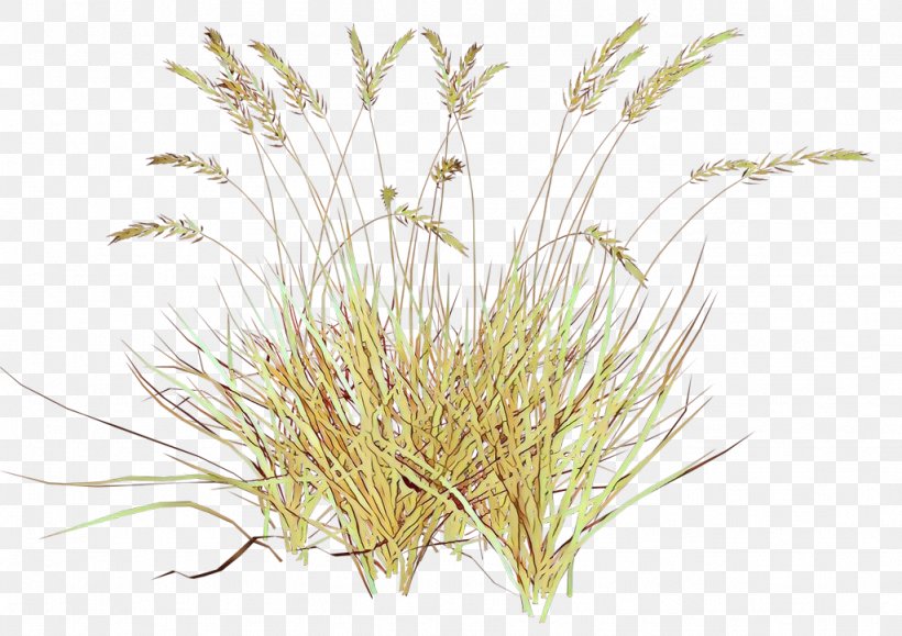 Drawing Of Family, PNG, 1024x724px, Grasses, Blog, Drawing, Elymus Repens, Feather Download Free