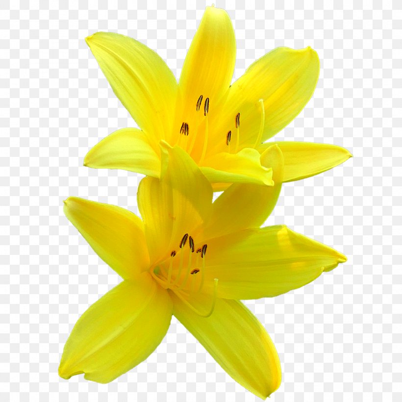 Lilium Yellow Flower Clip Art, PNG, 1280x1280px, Lilium, Flower, Flowering Plant, Image Resolution, Lily Download Free