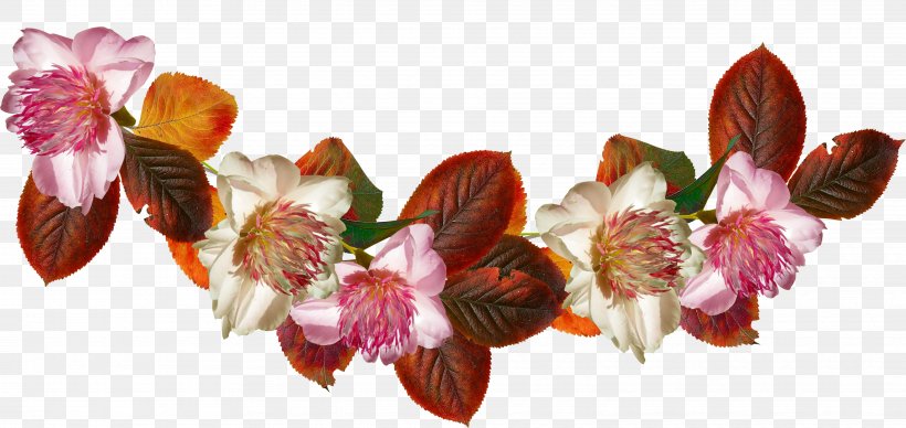 Petal Cut Flowers Flowering Plant, PNG, 3863x1830px, Petal, Blossom, Cut Flowers, Flower, Flowering Plant Download Free