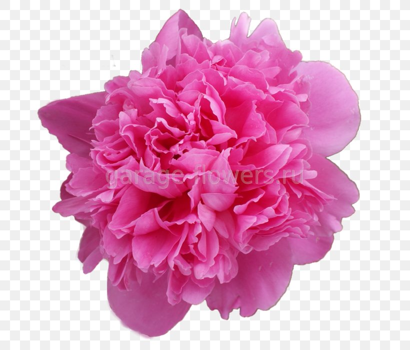 Stock Photography Rose Royalty-free Desktop Wallpaper, PNG, 692x699px, Stock Photography, Artificial Flower, Cut Flowers, Flower, Flower Bouquet Download Free