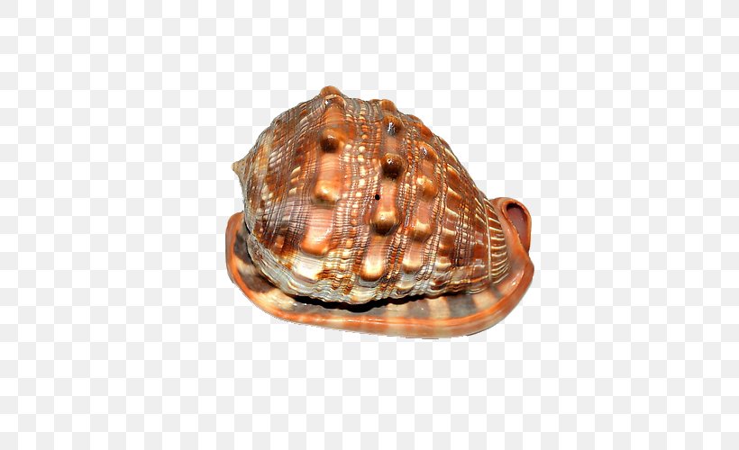 Cockle Seashell Sea Snail Conch, PNG, 500x500px, Cockle, Animal Product, Beach, Box Turtle, Carapace Download Free