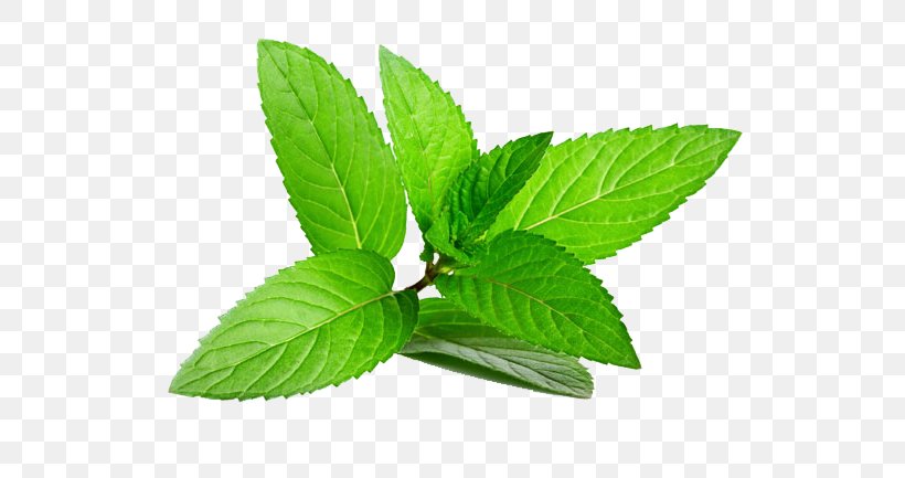Peppermint Herb Menthol Spearmint, PNG, 585x433px, Peppermint, Essential Oil, Food, Herb, Herbal Download Free