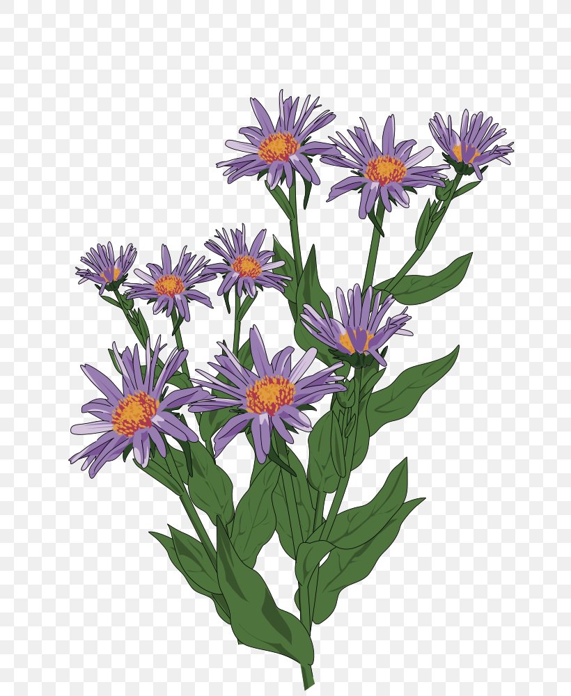Clip Art Aster Pyrenaeus Daisy Family Flower Drawing, PNG, 714x1000px, Aster Pyrenaeus, Alpine Aster, Annual Plant, Aster, Daisy Download Free