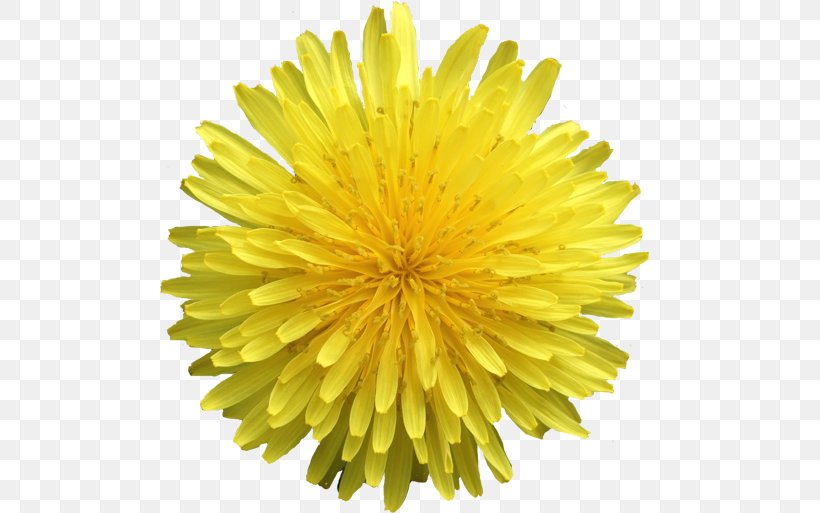 Dandelion Photography Chrysanthemum Cut Flowers, PNG, 500x513px, Dandelion, Chrysanthemum, Chrysanths, Cut Flowers, Daisy Family Download Free