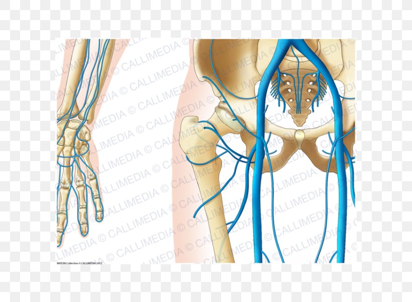 Finger Hip Pelvis Vein Anatomy, PNG, 600x600px, Watercolor, Cartoon, Flower, Frame, Heart Download Free
