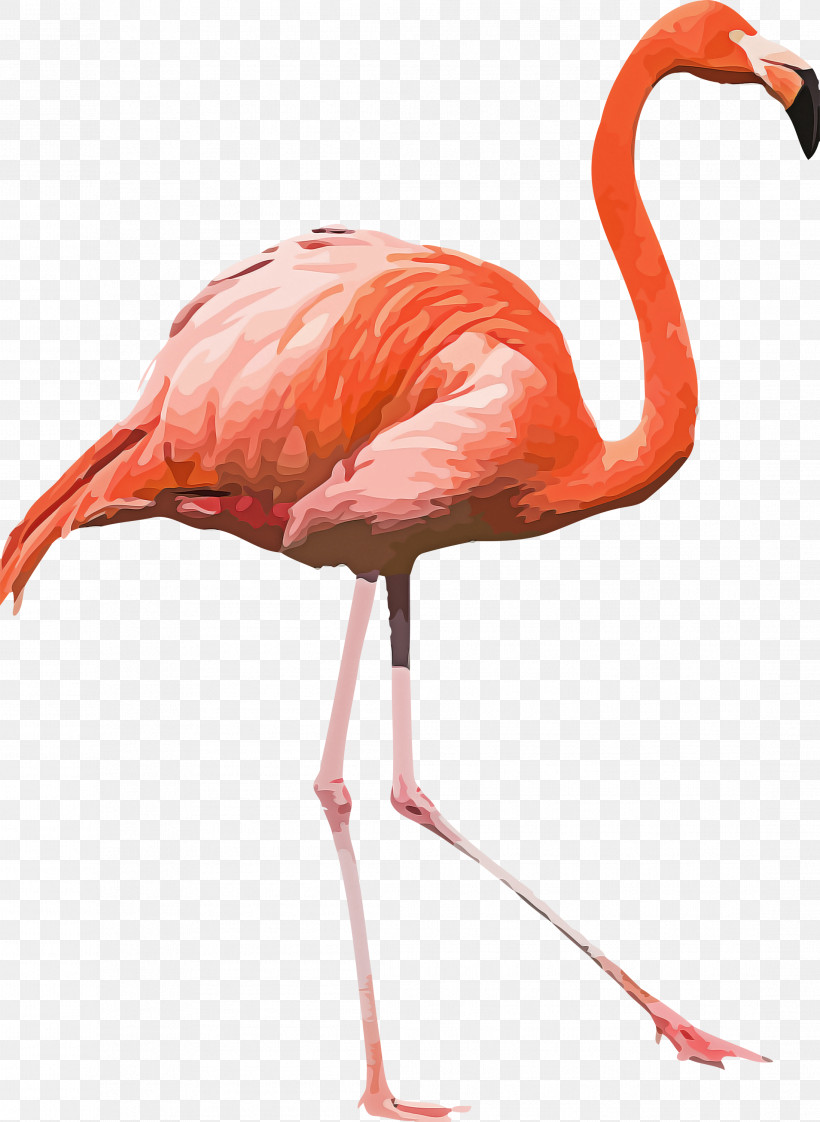 Flamingo, PNG, 2191x3000px, Birds, American Flamingo, Beak, Birdsofparadise, Feather Download Free