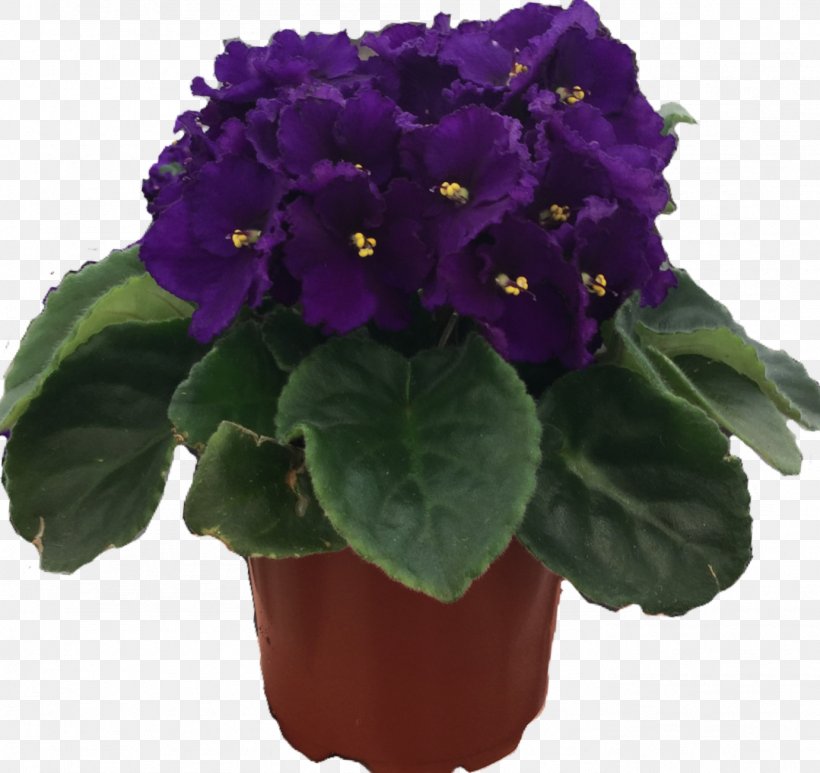 Flowerpot Houseplant Annual Plant Primrose, PNG, 1382x1304px, Flowerpot, Annual Plant, Flower, Houseplant, Plant Download Free