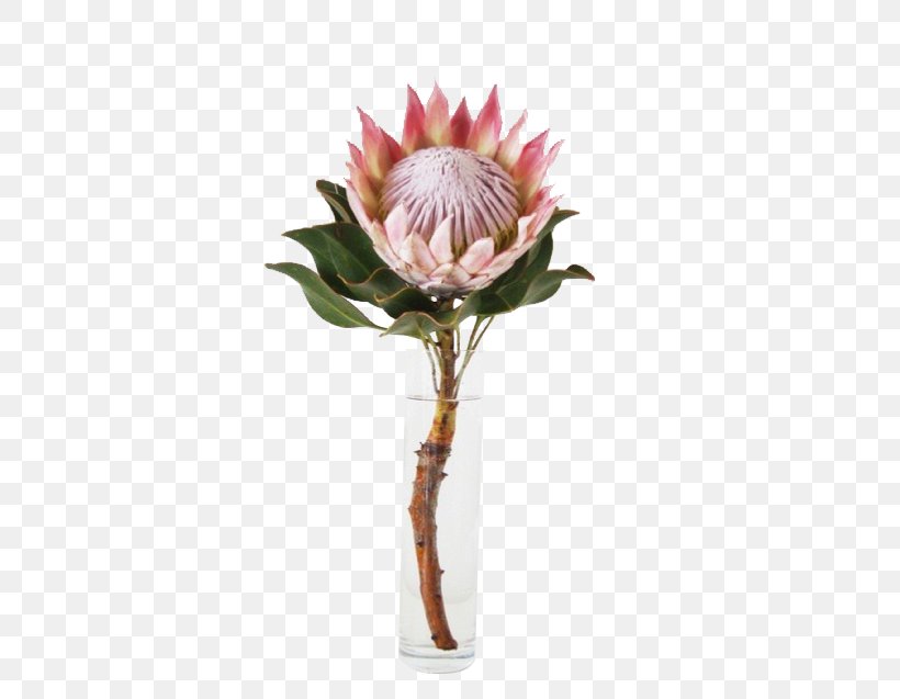 King Protea Flower Garden South Africa National Cricket Team, PNG, 651x637px, King Protea, Artificial Flower, Botanical Name, Botany, Cut Flowers Download Free