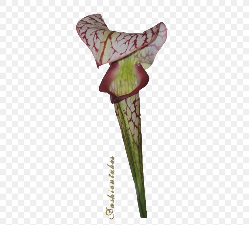 Plant Stem, PNG, 500x744px, Plant Stem, Flora, Flower, Petal, Plant Download Free