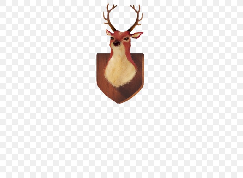 Reindeer Antler Animal, PNG, 700x600px, Deer, Animal, Antler, Reindeer Download Free