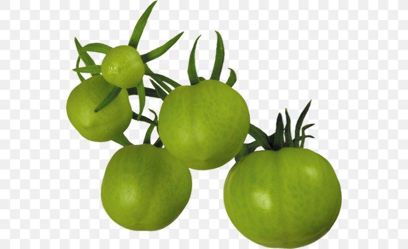 Tomato Juice Clip Art, PNG, 555x500px, Tomato Juice, Bush Tomato, Food, Fried Green Tomatoes, Fruit Download Free
