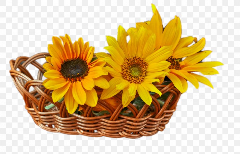 Common Sunflower Euclidean Vector, PNG, 1200x774px, Common Sunflower, Basket, Cut Flowers, Daisy Family, Data Download Free