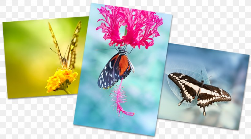 Butterflies And Moths Pastel 0 Dream Calendar, PNG, 900x500px, 2018, Butterflies And Moths, Butterfly, Calendar, Dinnorm Download Free