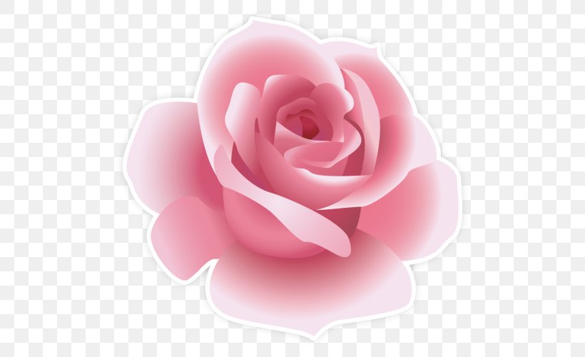 Garden Roses, PNG, 500x500px, Pink, Floribunda, Flower, Garden Roses, Hybrid Tea Rose Download Free