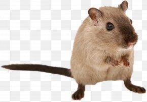 Rat & Mouse - Gerbil Brown Rat Mouse Rodent Hamster PNG