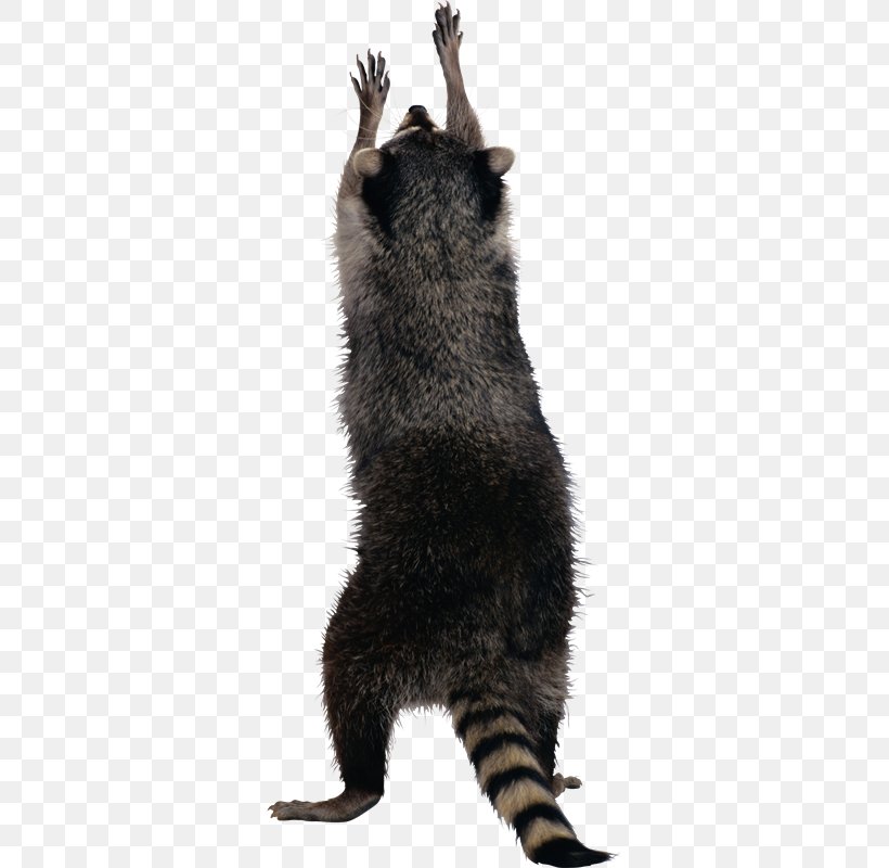 Raccoon Clip Art, PNG, 328x800px, Raccoon, Carnivoran, Claw, Fauna, Fur Download Free