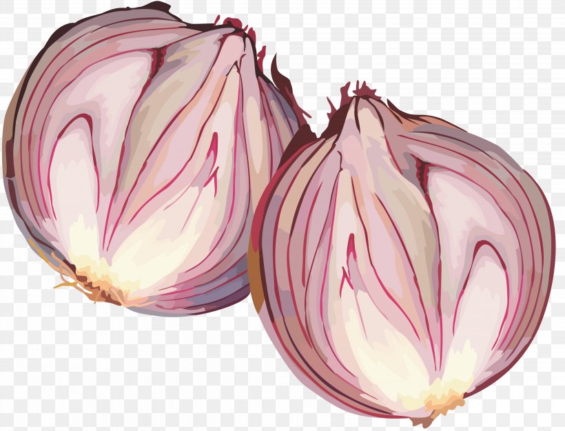 Red Onion Vegetable Garlic Shashlik, PNG, 6093x4655px, Onion, Bulb, Calendar, Cuisine, Flower Download Free