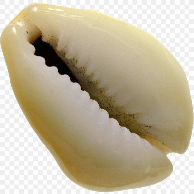 Seashell Cowry Monetaria Moneta Cypraea Cypraeidae, PNG, 1200x1200px, Seashell, Coin, Cowry, Currency, Cypraea Download Free
